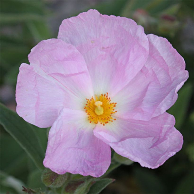 Cistus x argenteus Peggy Sammons - Rockrose (Flowering)