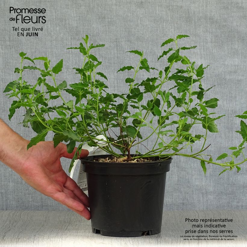 Cistus x corbariensis - Rockrose 2L/3L pot sample as delivered in summer