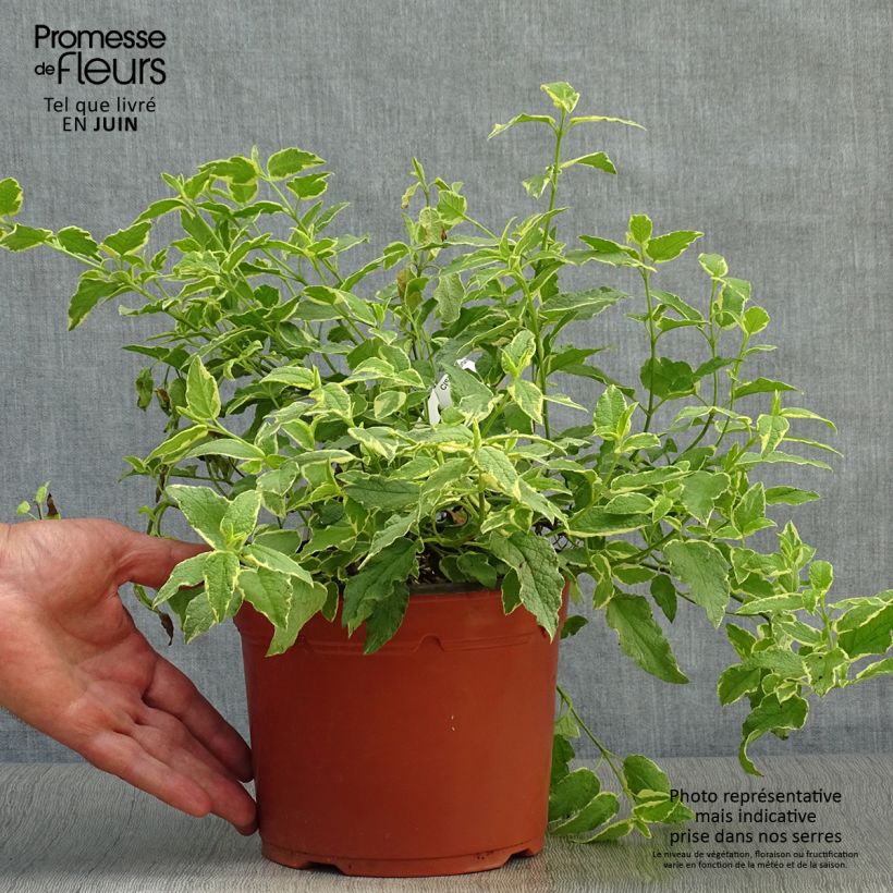 Cistus x corbariensis Rospico - Rockrose 2L/3L pot sample as delivered in summer