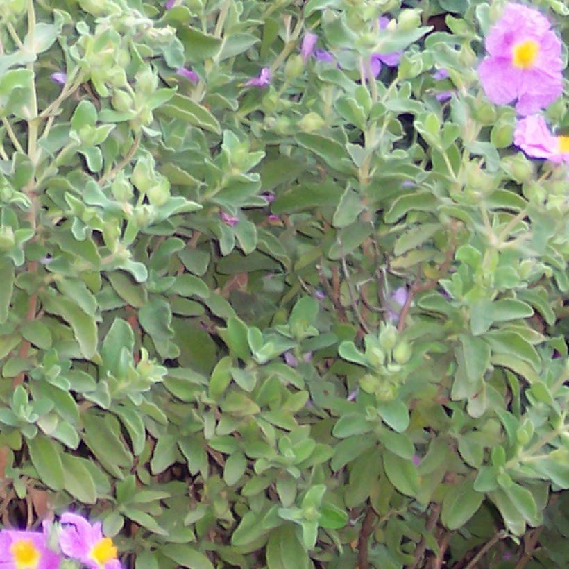 Cistus creticus - Rockrose (Foliage)