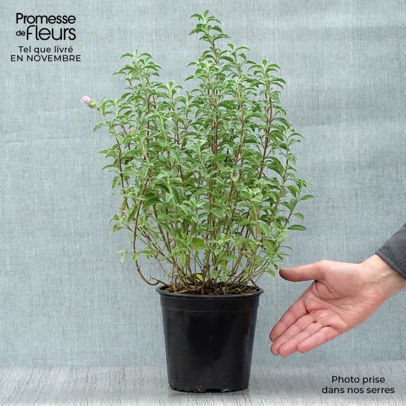 Cistus creticus - Rockrose 3L/4L pot sample as delivered in autumn