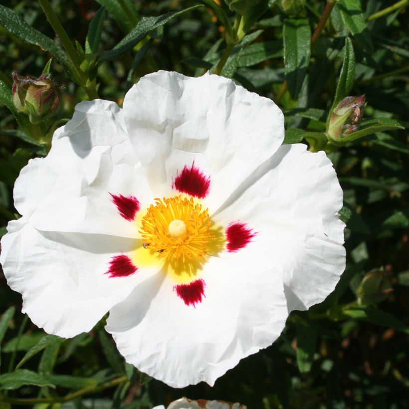 Cistus x dansereaui Jenkyn Place - Rock rose (Flowering)