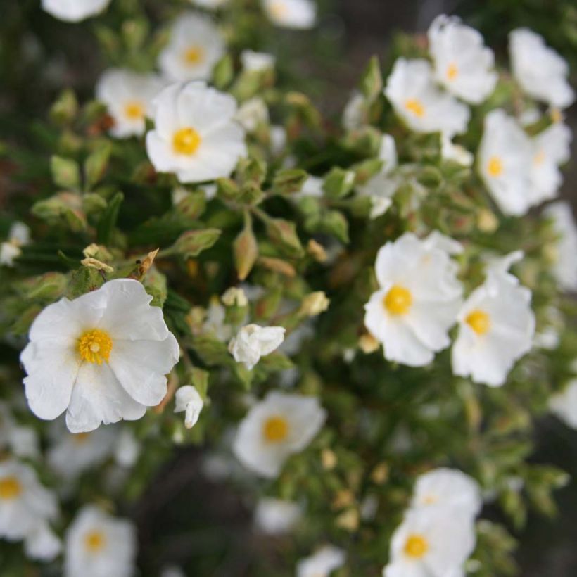 Cistus monspeliensis - Montpelier Rockrose (Flowering)