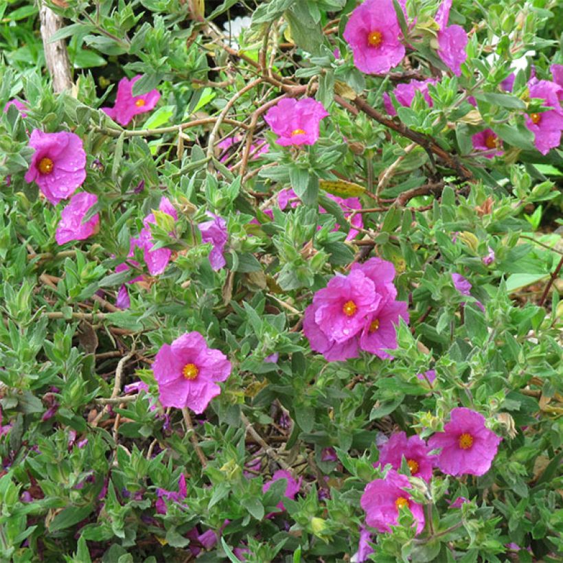 Cistus pulverulentus - Rockrose (Flowering)