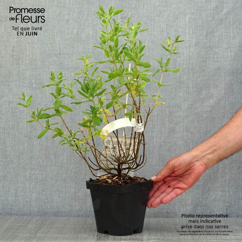 Cistus pulverulentus Sunset - Rockrose 2L/3L pot sample as delivered in summer