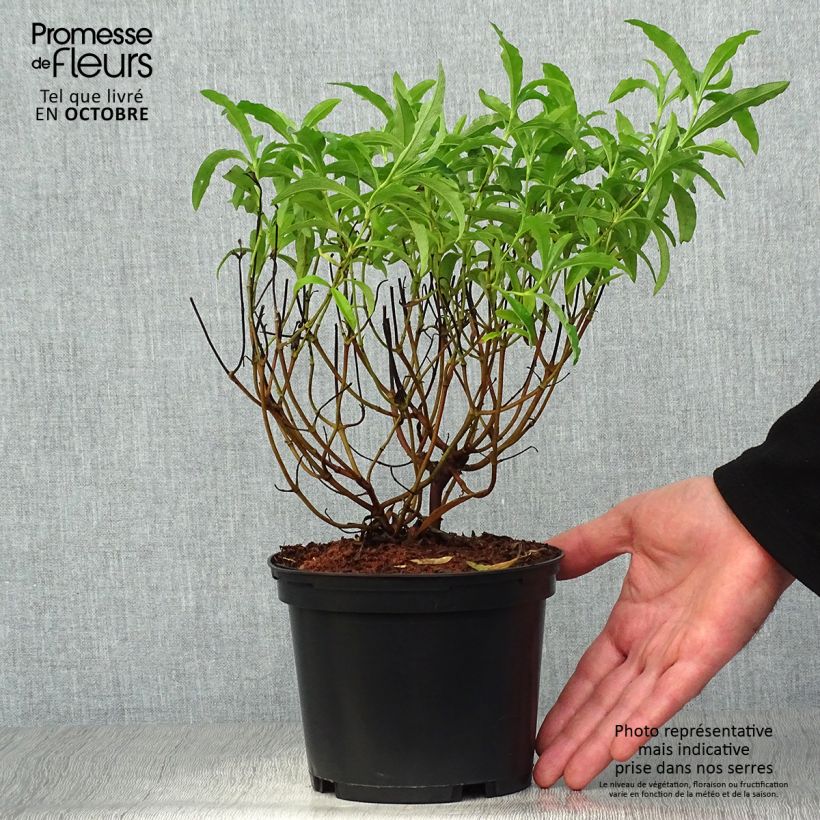 Cistus purpureus Betty Taudevin - Rockrose 2L/3L pot sample as delivered in autumn