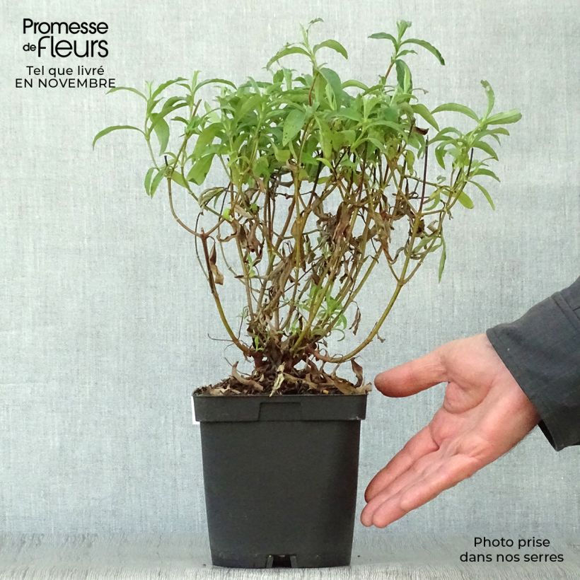 Cistus x purpureus - Rockrose 2L/3L pot sample as delivered in autumn
