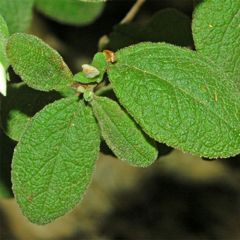 Cistus salviifolius - Rockrose (Foliage)