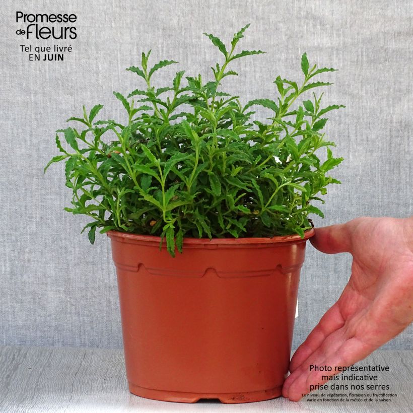 Cistus salviifolius - Rockrose 2L/3L pot sample as delivered in summer