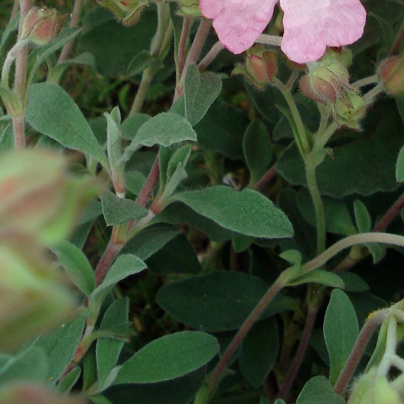 Cistus x argenteus Silver Pink - Rockrose (Foliage)