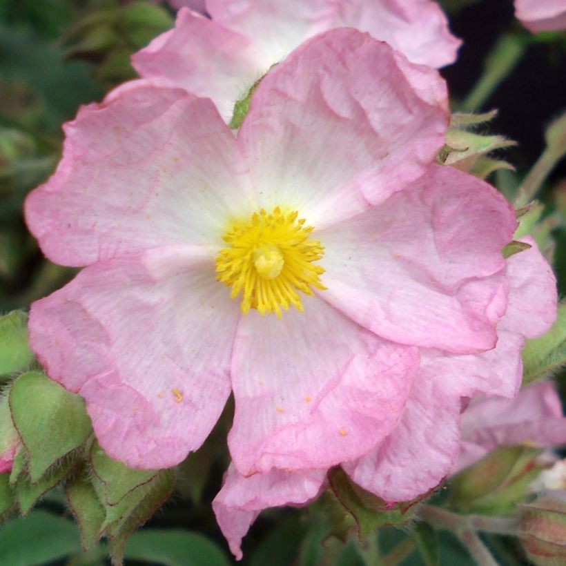 Cistus x argenteus Silver Pink - Rockrose (Flowering)