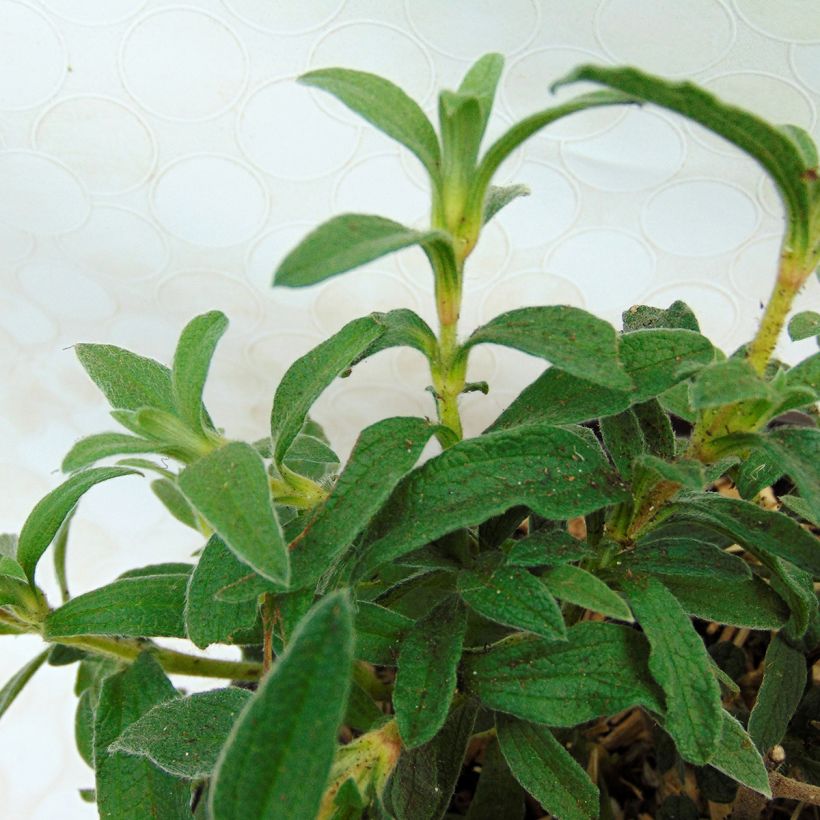 Cistus x skanbergii - Rockrose (Foliage)