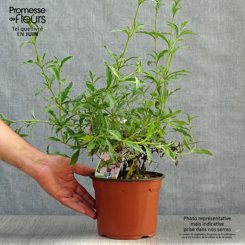 Cistus x skanbergii - Rockrose 2L/3L pot sample as delivered in summer