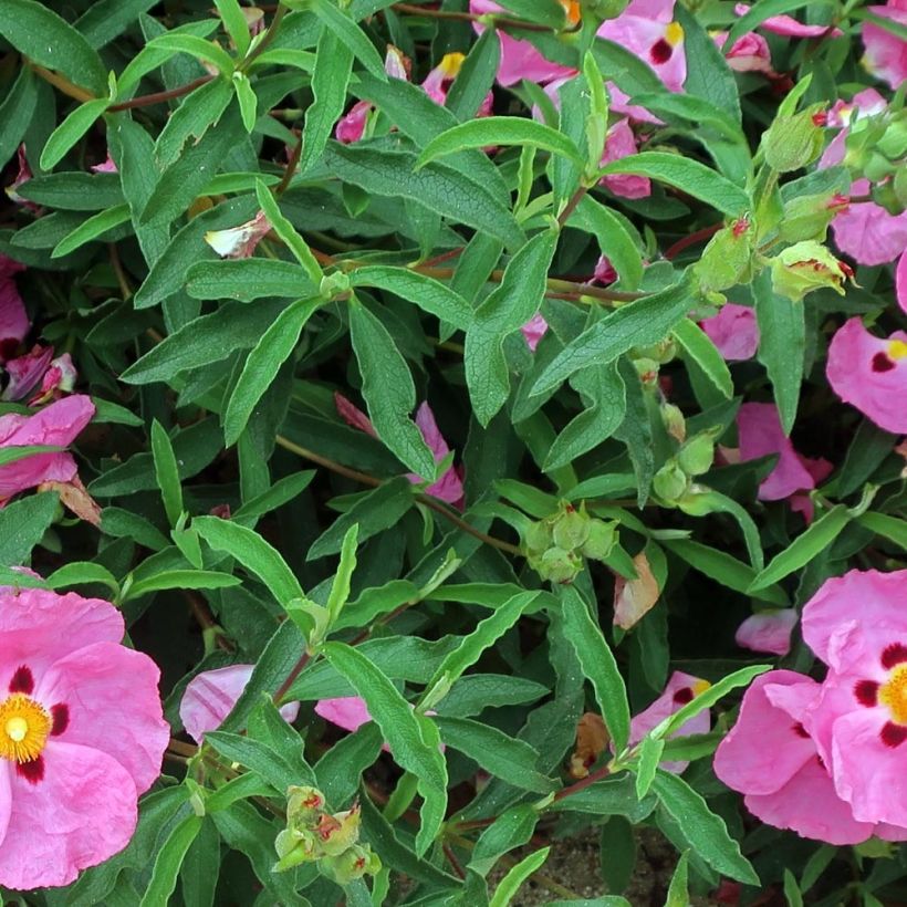 Cistus purpureus Betty Taudevin - Rockrose (Foliage)