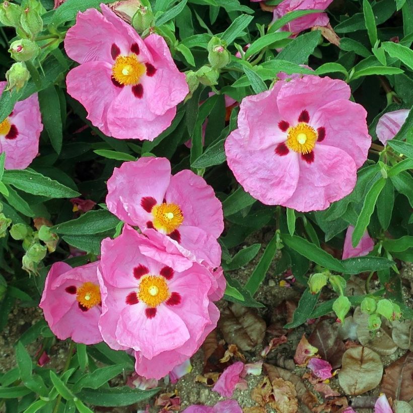 Cistus purpureus Betty Taudevin - Rockrose (Flowering)
