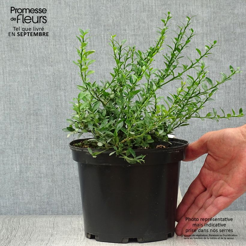 Finger Lime - Microcitrus australasica 2L/3L pot, Clump sample as delivered in autumn