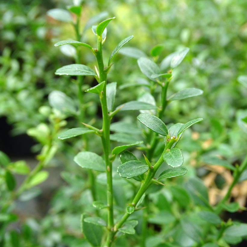 Finger Lime - Microcitrus australasica (Foliage)