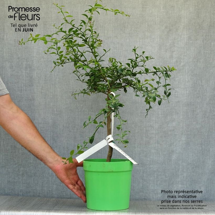Finger Lime - Microcitrus australasica 4L/5L pot, Quarter standard sample as delivered in summer