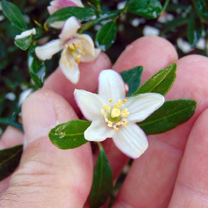 Red Crystal Finger Lime with red pearls - Microcitrus australasica (Flowering)