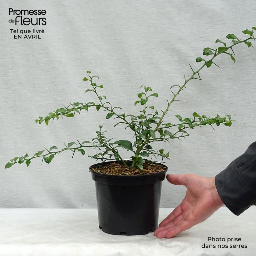 Finger lime green pearls - Microcitrus australasica 2L/3L pot, Bush sample as delivered in spring