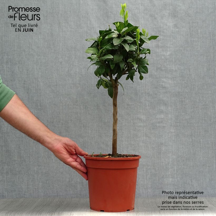 Citrus Volkameriana - Bitter Lemon 4L/5L pot, Quarter standard sample as delivered in summer
