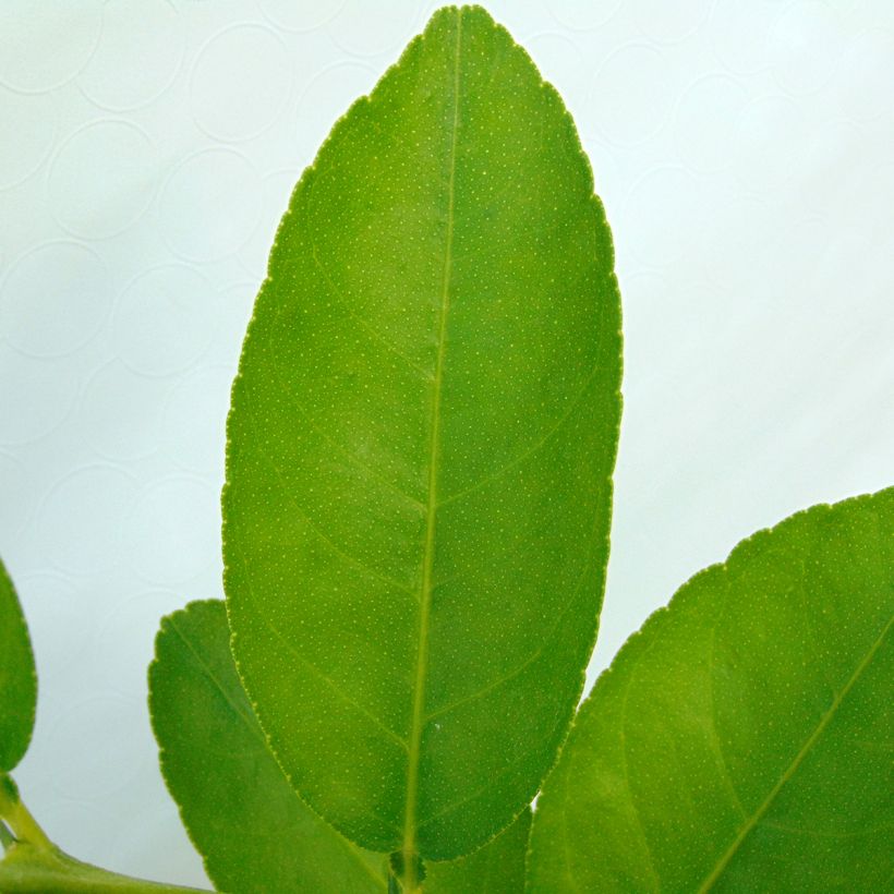 Lime - Citrus aurantifolia (Foliage)