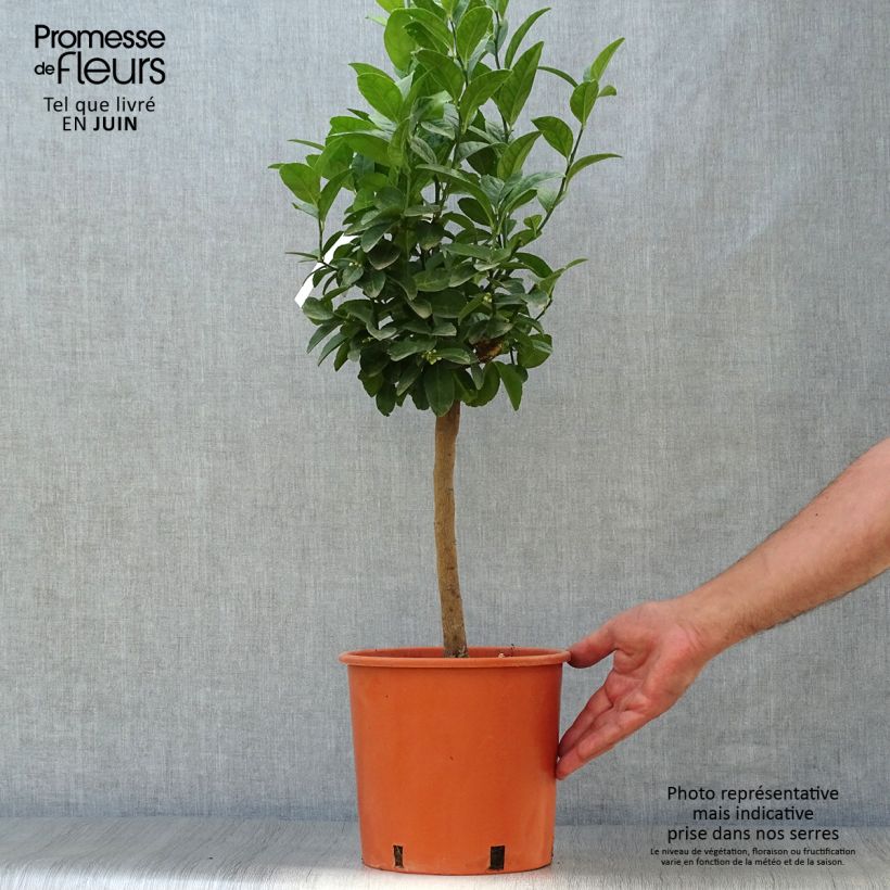 Lime - Citrus aurantifolia 4L/5L pot, Quarter standard sample as delivered in summer