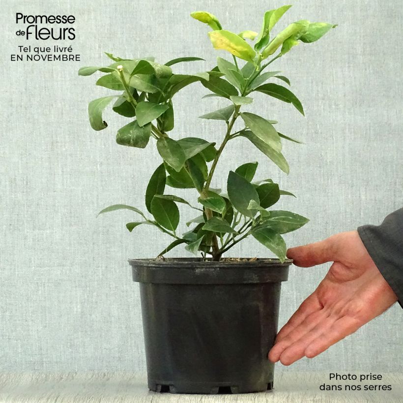 Citrus x aurantiifolia 'Mexican' 2L/3L pot sample as delivered in autumn