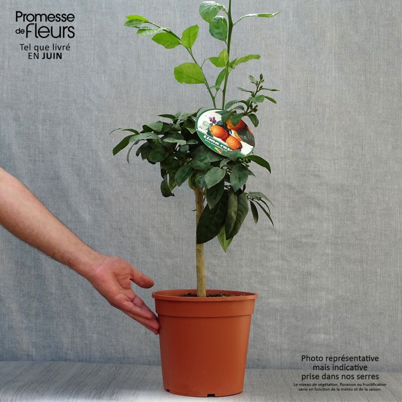 Citrus aurantiifolia Red Lime - Key Lime 3L/4L pot, Quarter standard sample as delivered in summer