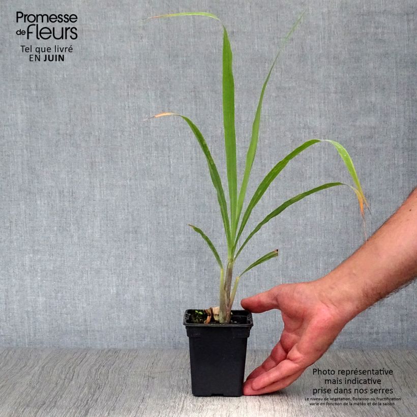 Madagascan Lemongrass plants - Cymbopogon citratus 7/8 cm pot sample as delivered in summer