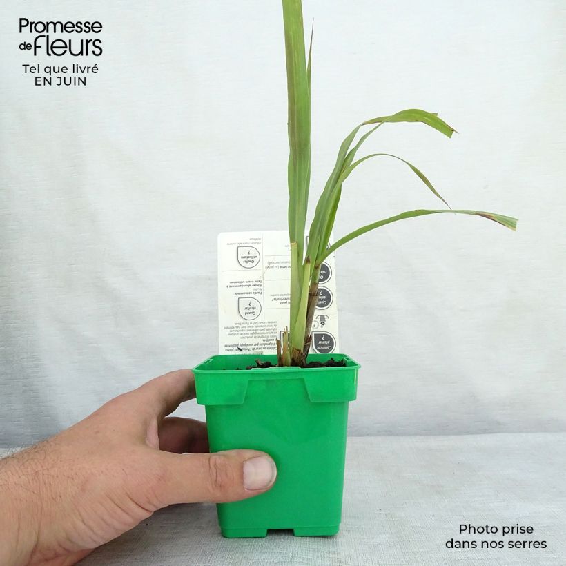 Madagascan Lemongrass plants - Cymbopogon citratus 1L/1.5L pot sample as delivered in summer