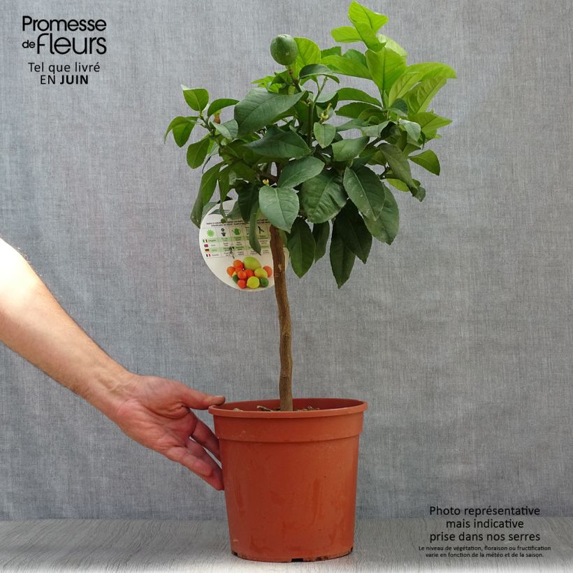 Citrus limon Adamo - Lemon Tree 4L/5L pot, Quarter standard sample as delivered in summer