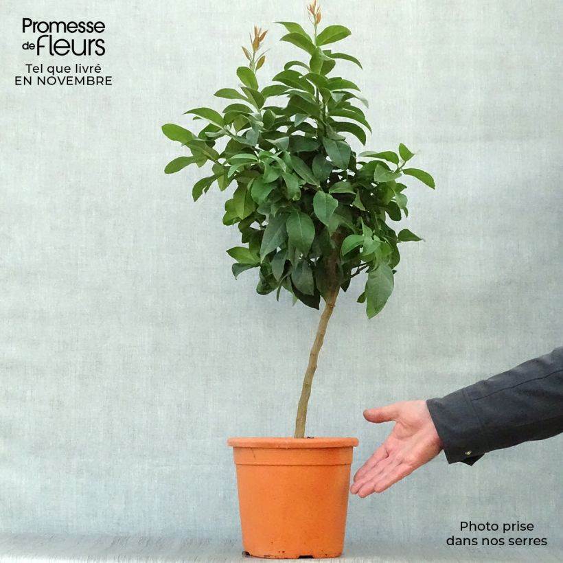 Citrus limon Cerza - Lemon Tree 4L/5L pot, Quarter standard sample as delivered in autumn