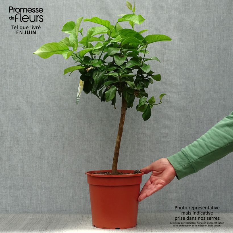 Citrus limon Femminello Incappucciato - Lemon Tree 4L/5L pot, Quarter standard sample as delivered in summer