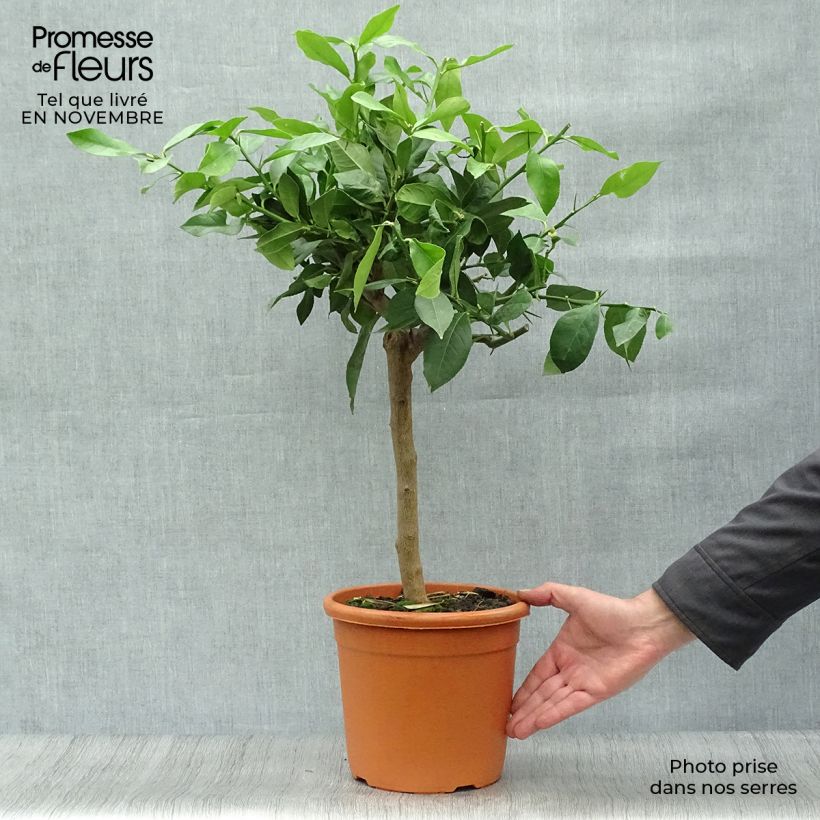 Citrus limon Lemox - Lemon Tree 4L/5L pot, Quarter standard sample as delivered in autumn