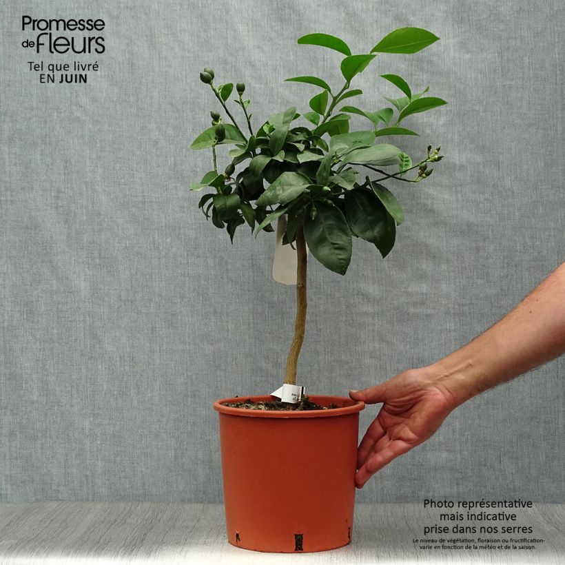 Meyer Lemon Tree - Citrus x meyeri 4L/5L pot, Quarter standard sample as delivered in summer