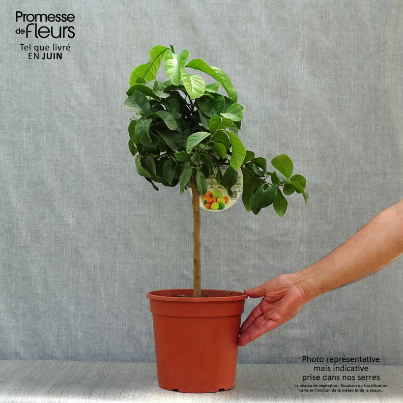 Citrus limon Femminello Siracusano - Lemon Tree 4L/5L pot, Quarter standard sample as delivered in summer