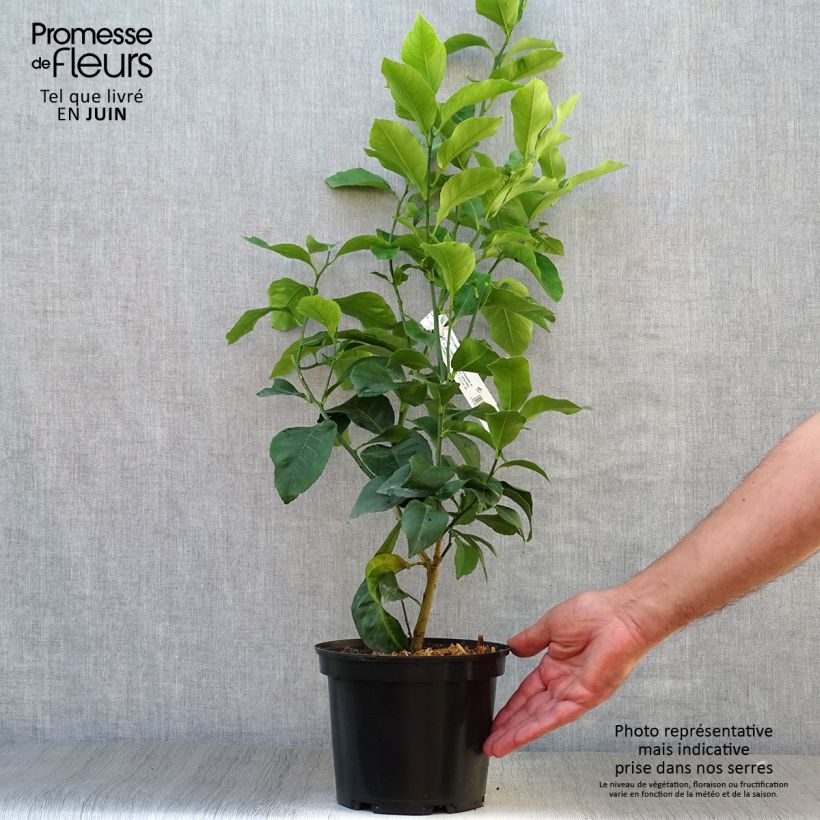 Four Seasons Lemon Tree - Citrus limon 2L/3L pot, Bush sample as delivered in summer