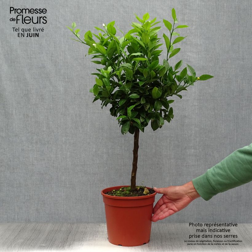 Citrus limetta Pursha - Sweet Lemon 4L/5L pot, Quarter standard sample as delivered in summer