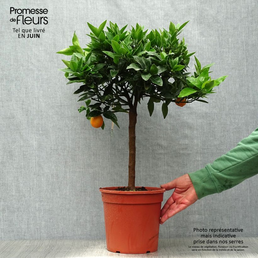 Kumquatine - Citrus Kucle 4L/5L pot, Quarter standard sample as delivered in summer