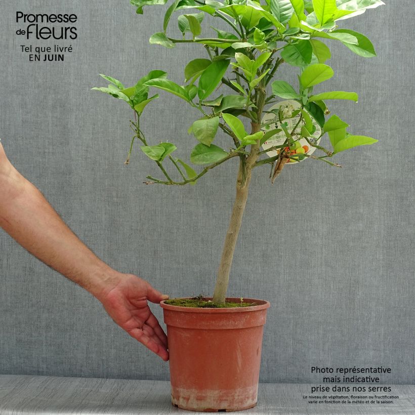 Citrus Lipo - Hybrid Citrus 4L/5L pot, Quarter standard sample as delivered in summer