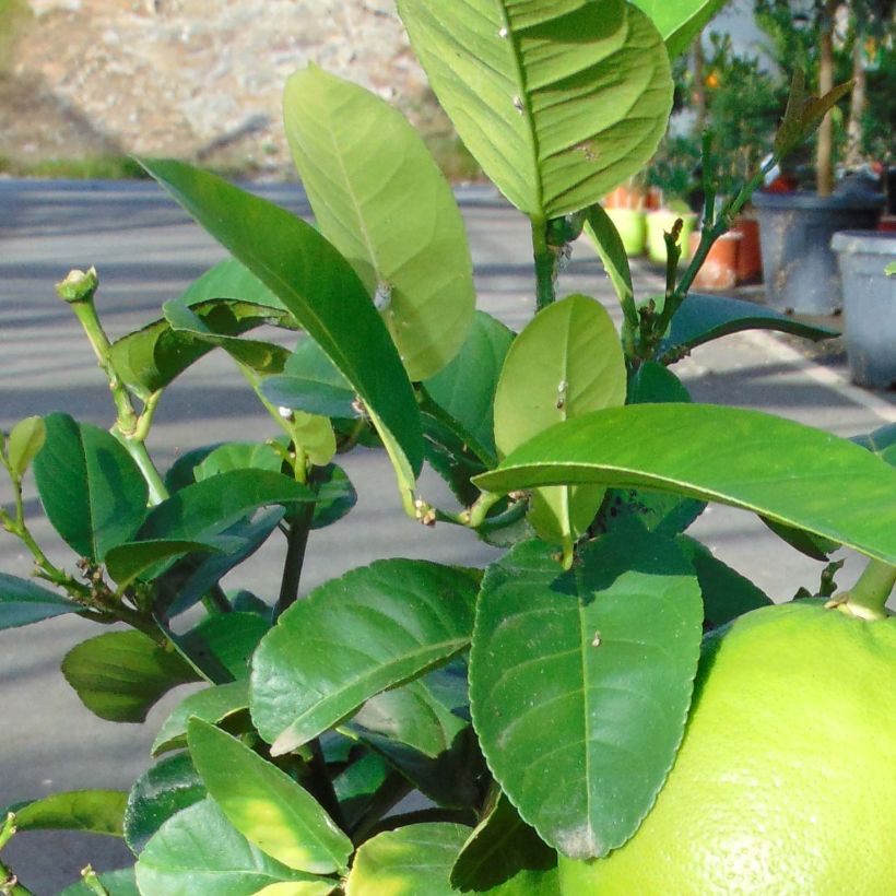 Grapefruit - Citrus x paradisi (Foliage)