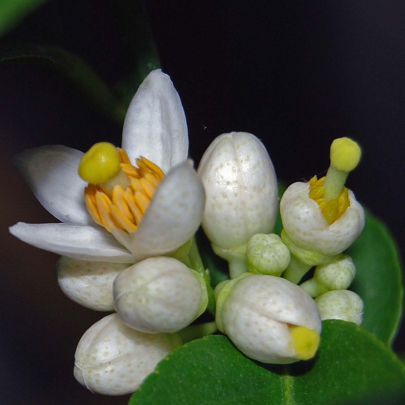 Lime - Citrus aurantifolia (Flowering)