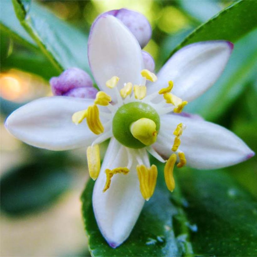 Citrus hystrix - Kaffir Lime (Flowering)