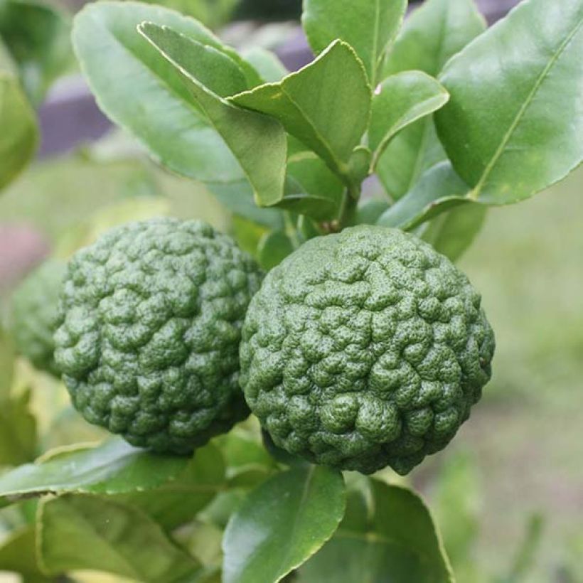 Citrus hystrix - Kaffir Lime (Harvest)