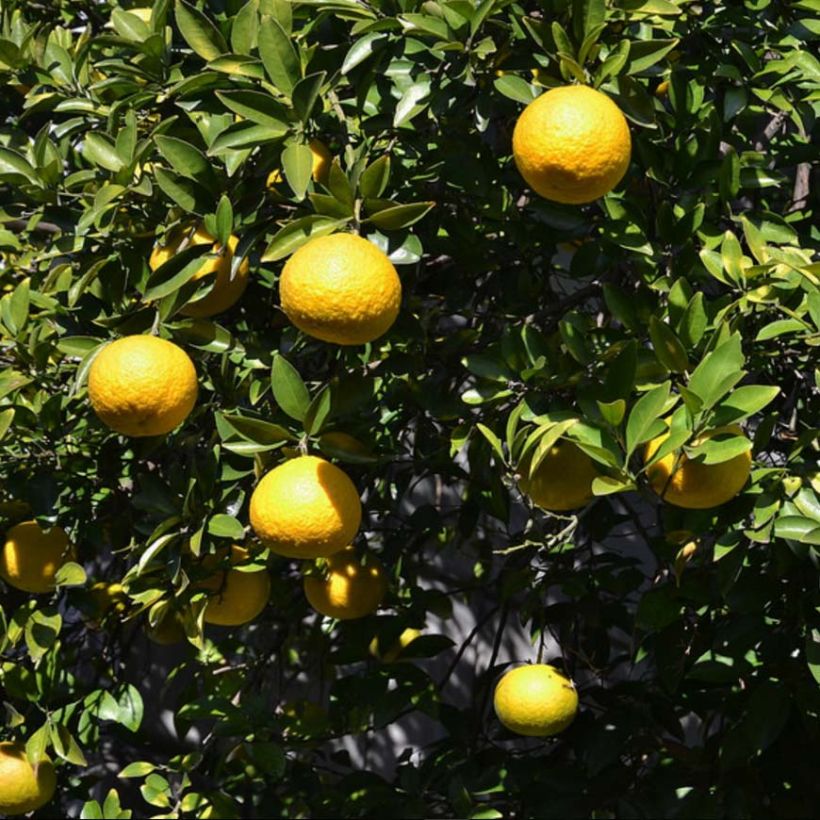 Ichang Papeda - Citrus ichangensis (Harvest)