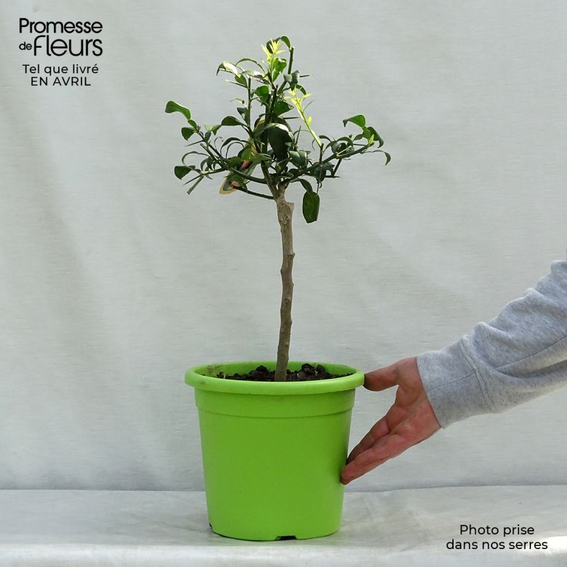 Ichang Papeda - Citrus ichangensis 4L/5L pot, Quarter standard sample as delivered in spring