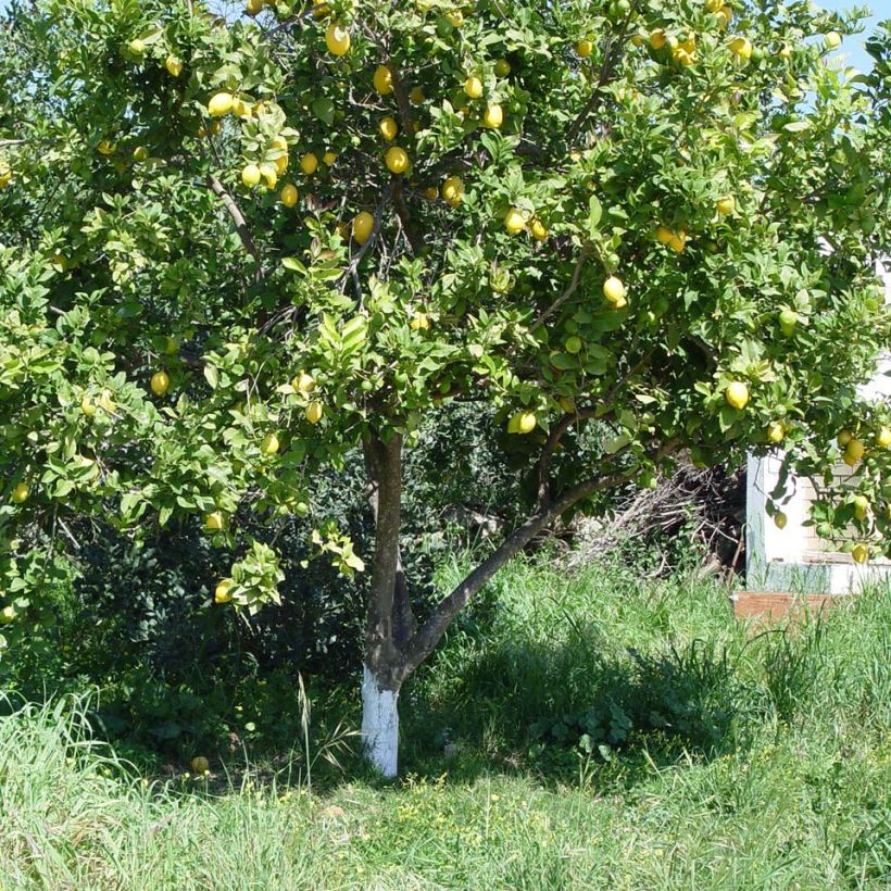 Four Seasons Lemon Tree - Citrus limon (Plant habit)