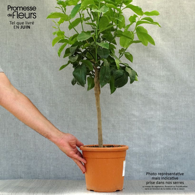 Maxima Citron - Citrus medica Maxima 3L/4L pot, Quarter standard sample as delivered in summer