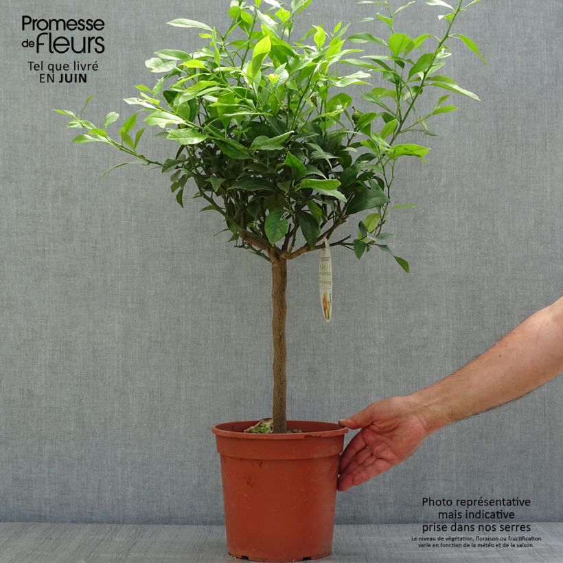 Citrus Pigmentata - Red Lemon 4L/5L pot, Quarter standard sample as delivered in summer